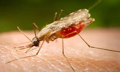 FG Targets 50% Reduction In Malaria Deaths By 2030